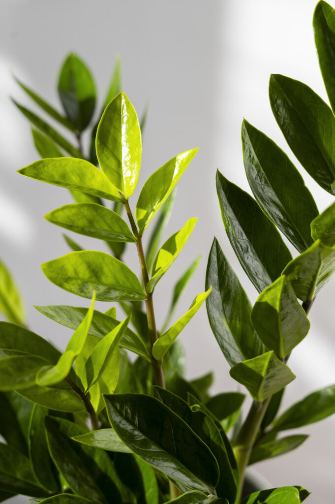 indoor-plants-studio