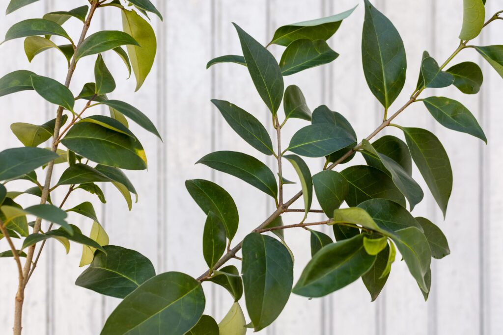 minimalist-assortment-natural-plant-monochromatic-background