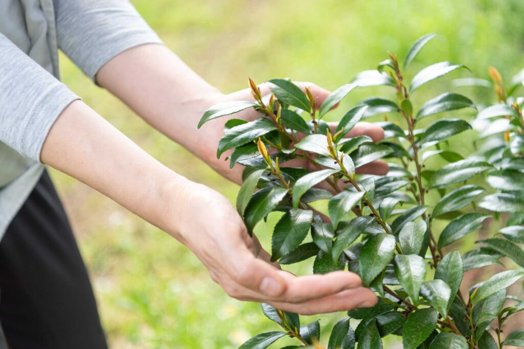 sakaki-hand