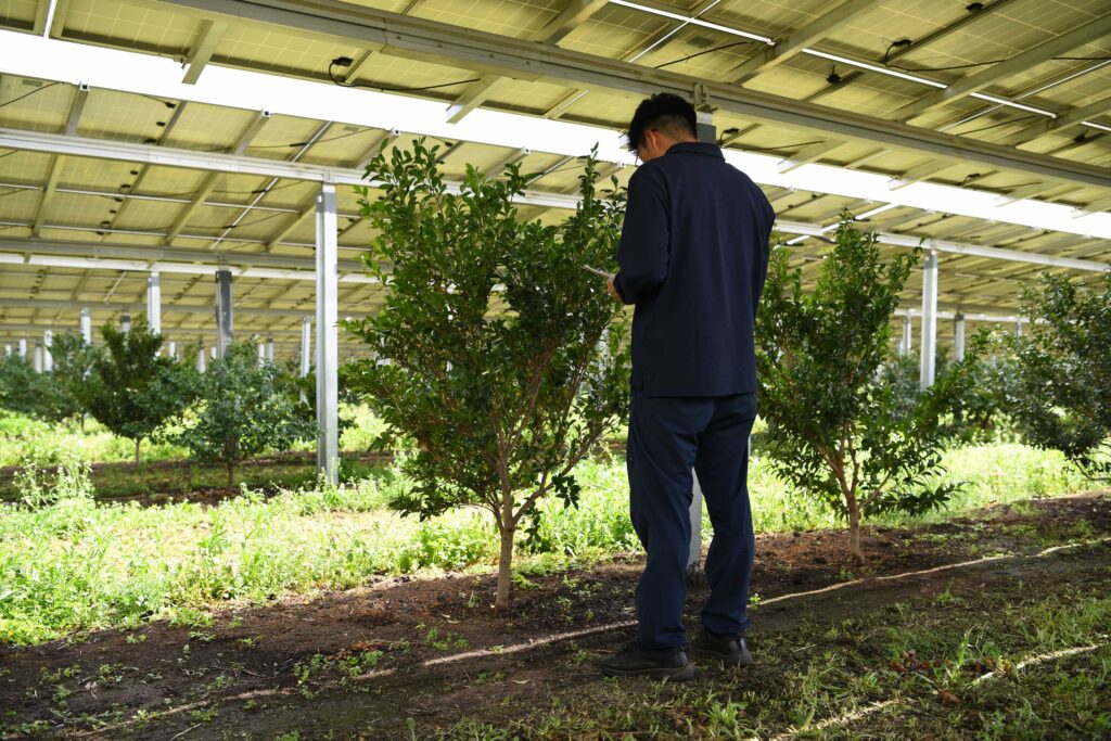 榊の栽培は、日々の観察が何より大切だと感じています