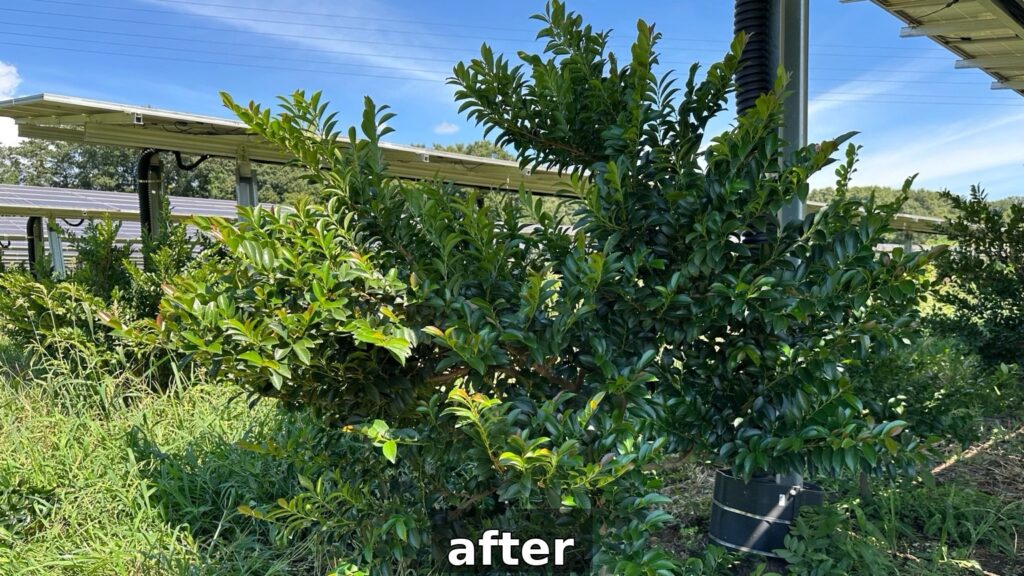 sakaki_img1_after.jpg