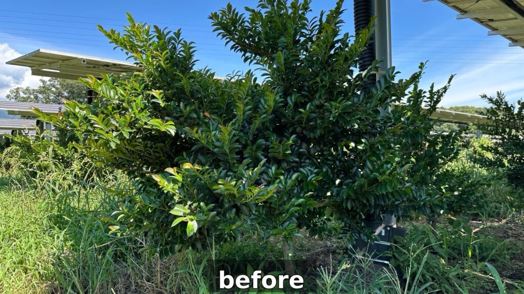sakaki_img2_before.jpg